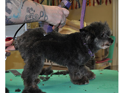 How to Learn the Asian Fusion Pet Grooming Technique